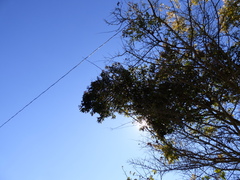 Psittacanthus schiedeanus