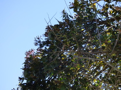 Psittacanthus schiedeanus