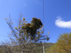 Psittacanthus schiedeanus