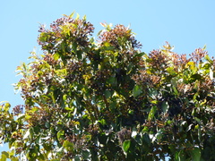 Psittacanthus schiedeanus