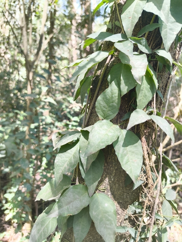 Hoàng anh – Dolichandra unguis-cati