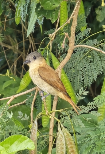 Crested Becard (Pachyramphus validus)