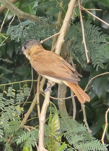 Crested Becard (Pachyramphus validus), photo 2