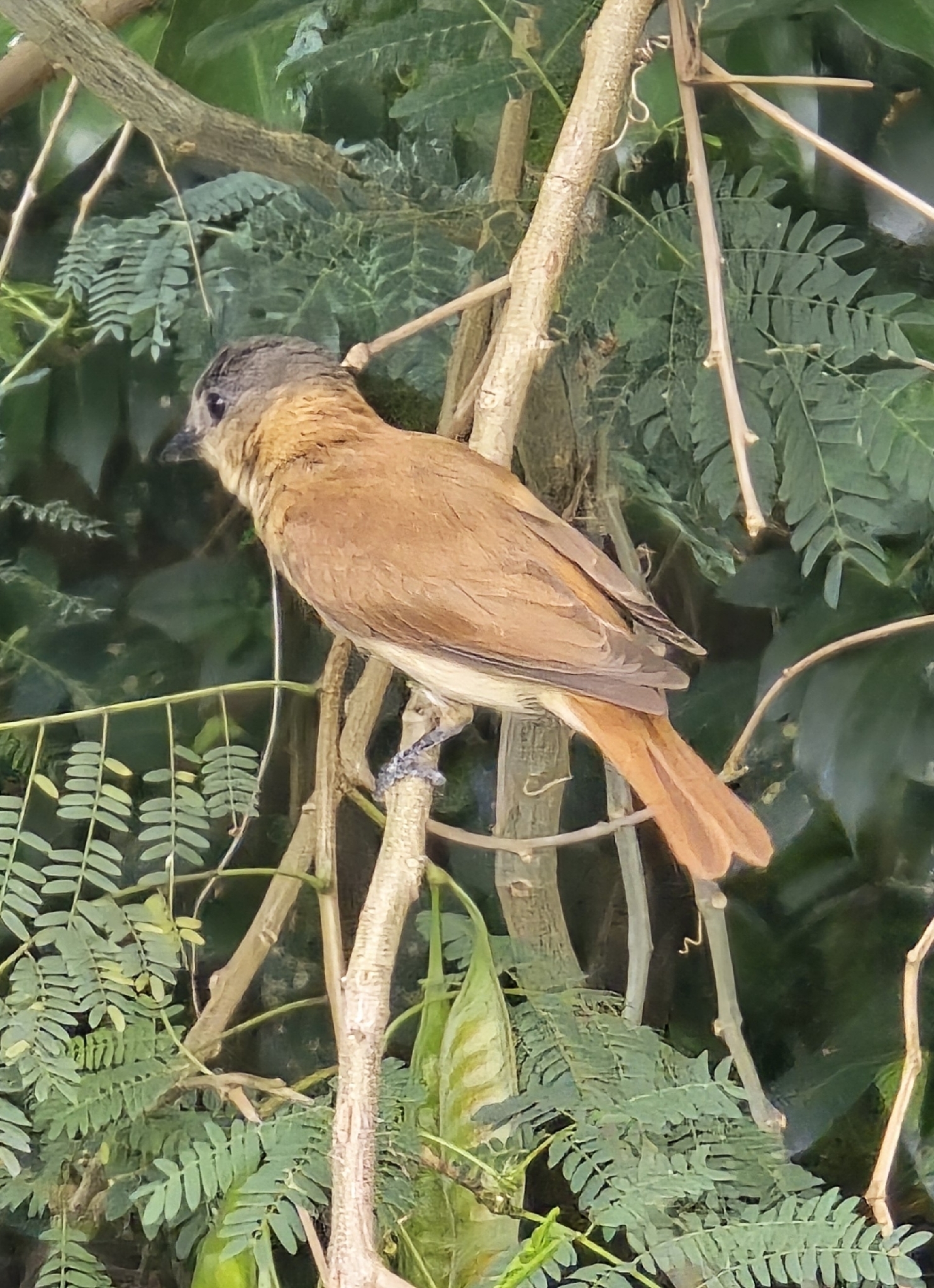 Crested Becard (Pachyramphus validus), photo 2