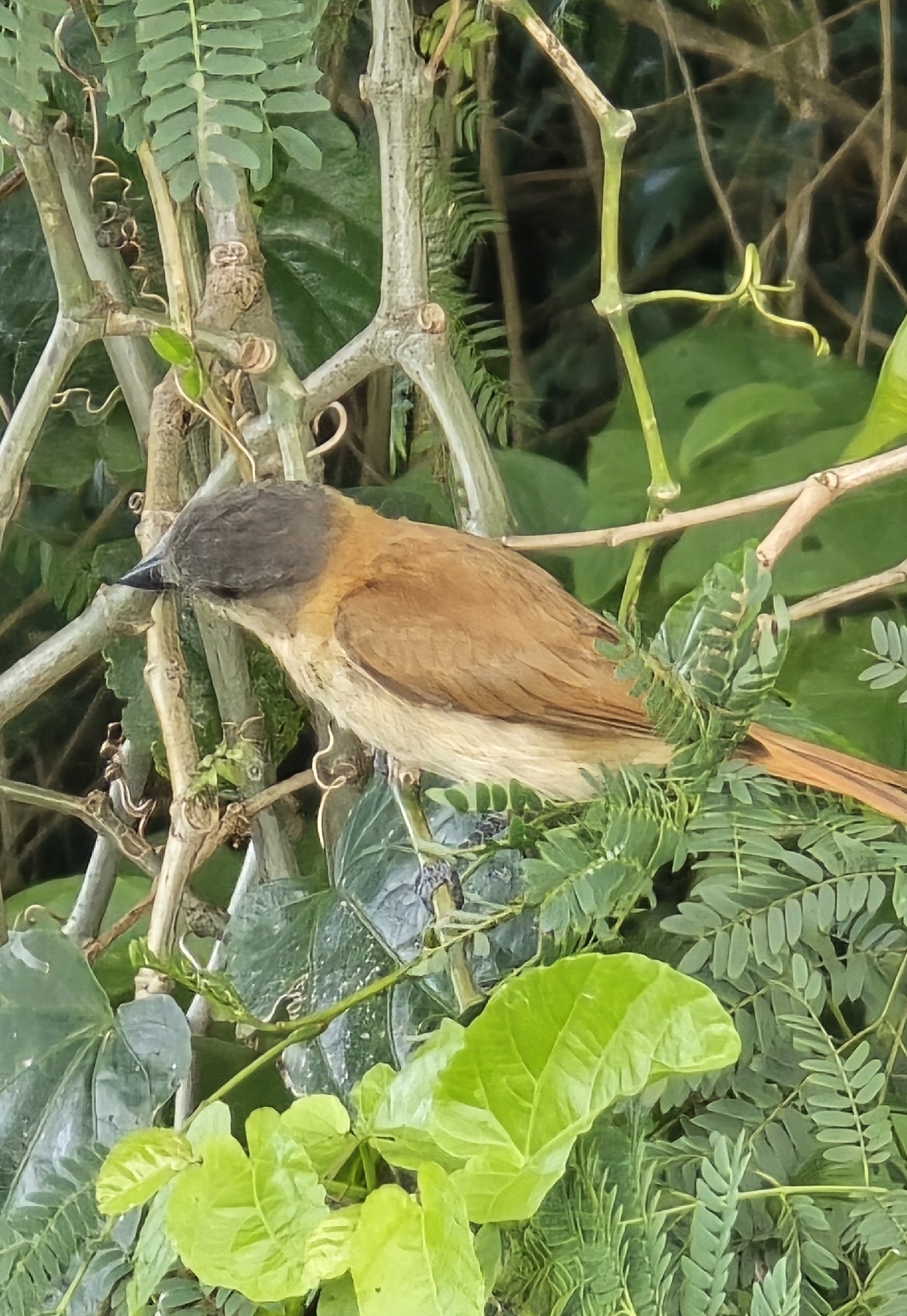 Crested Becard (Pachyramphus validus), photo 3