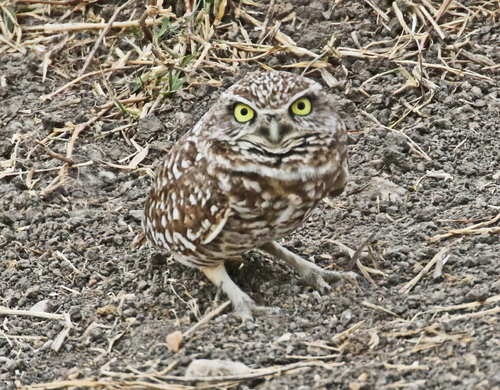 View observation of {o.common_name} on iNaturalist