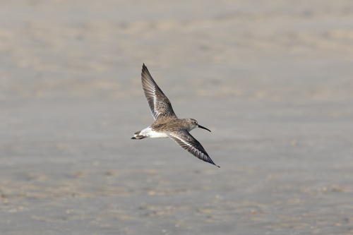 iNaturalist: (c) nath77w, some rights reserved (CC BY-NC) iNaturalist image