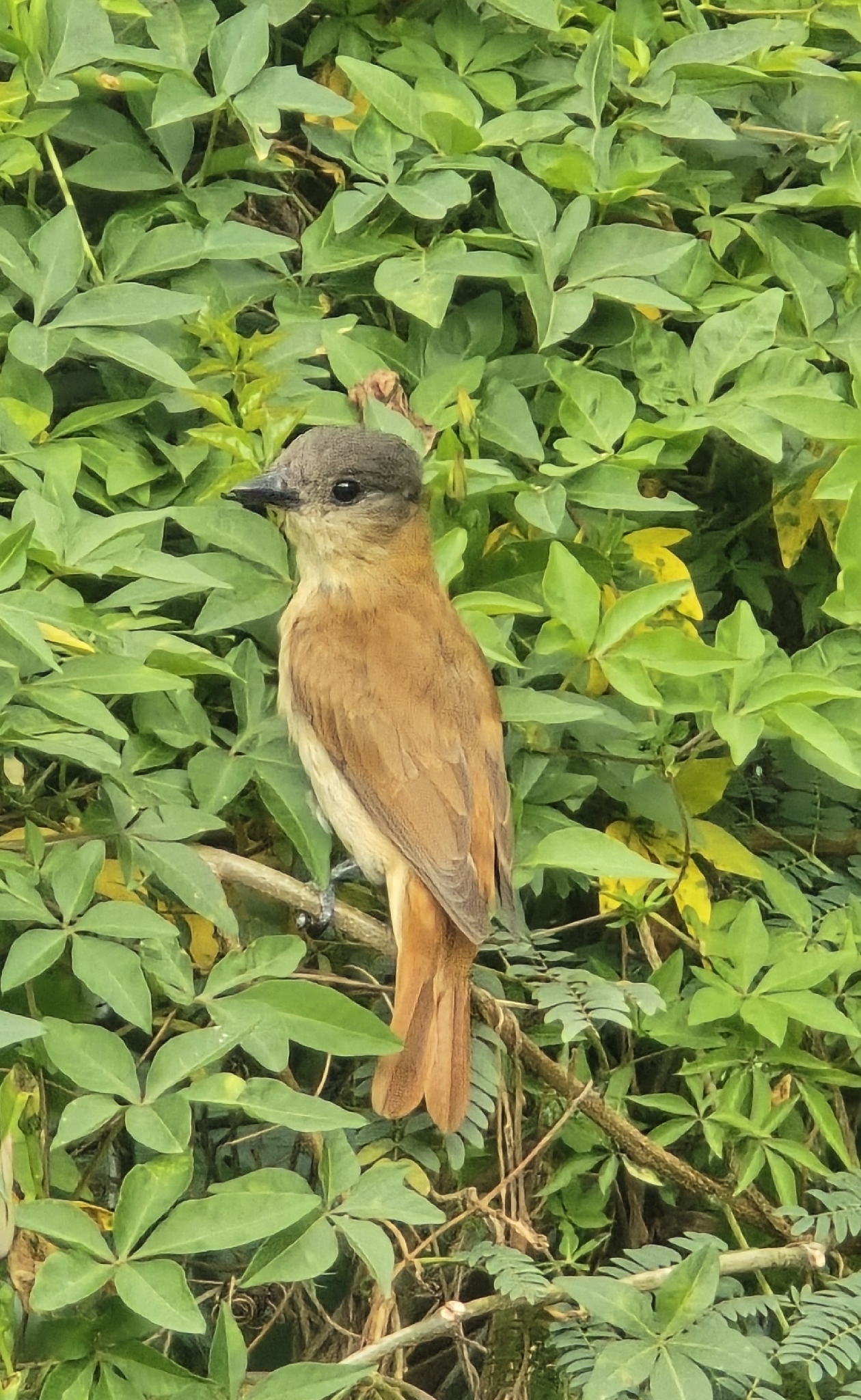 Crested Becard (Pachyramphus validus), photo 4