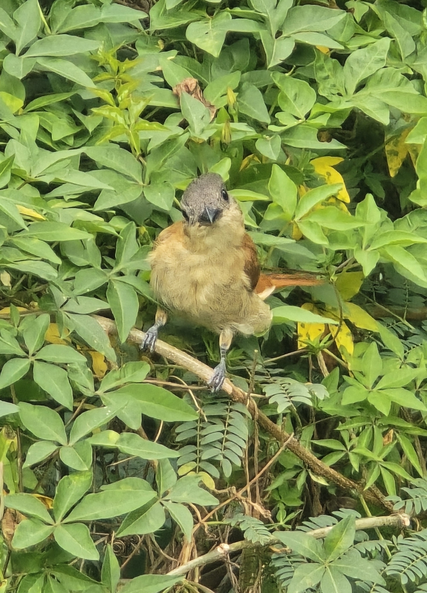 Crested Becard (Pachyramphus validus), photo 5