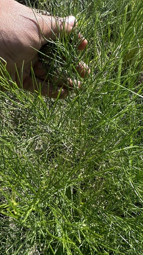 Asparagus oligoclonos iNat (2)
