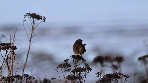 Song Sparrow