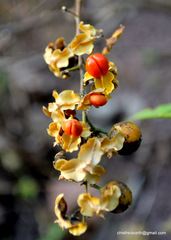 Celastrus paniculatus