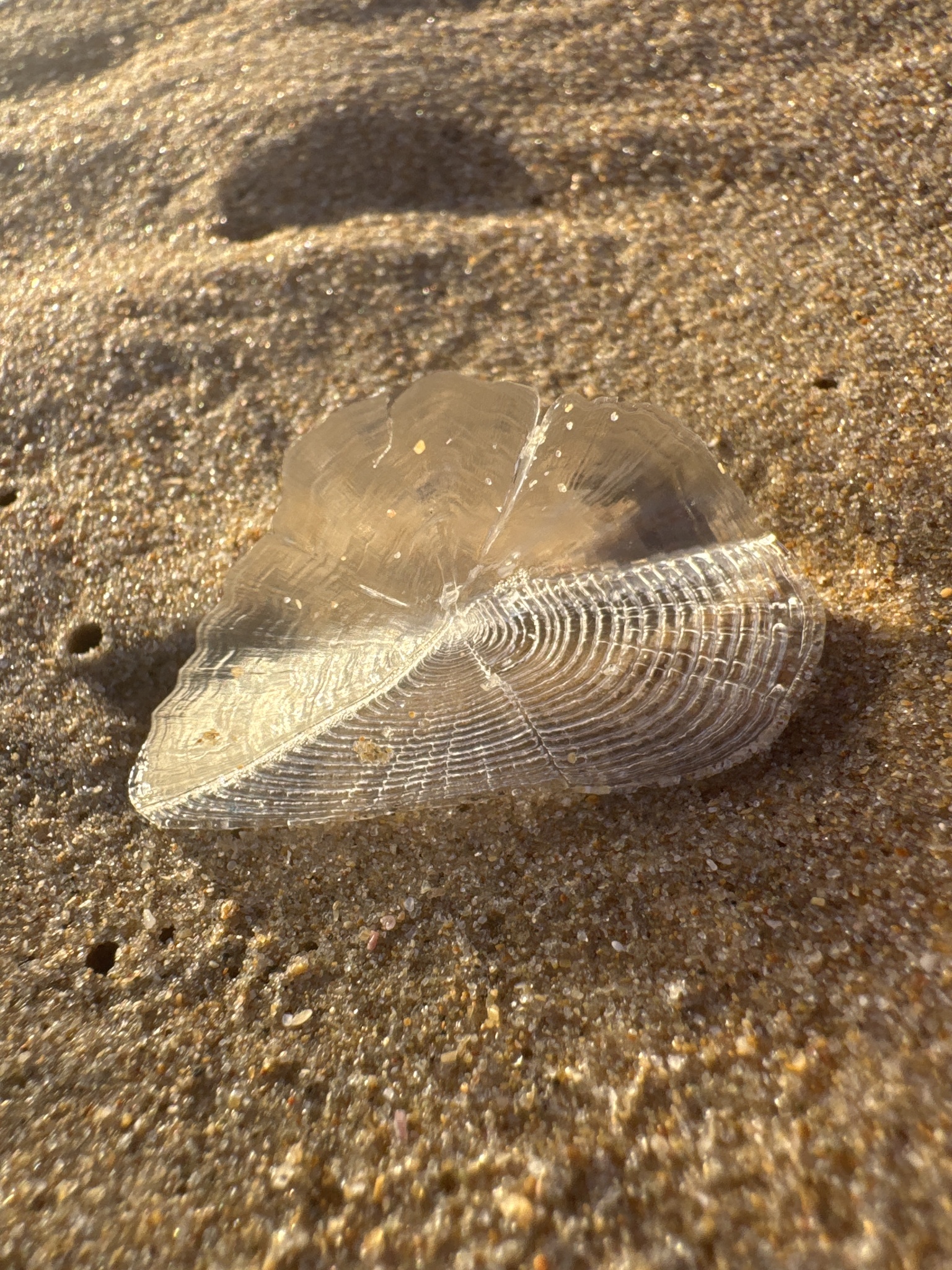 Velella velella (Linnaeus, 1758)