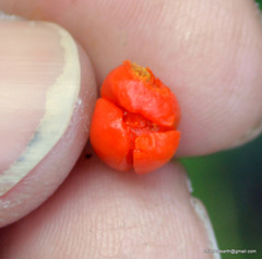 Celastrus paniculatus