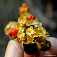 Celastrus paniculatus