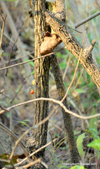 Celastrus paniculatus