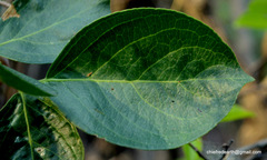 Celastrus paniculatus