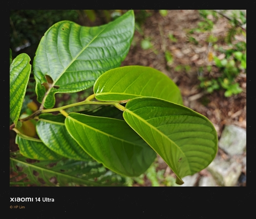 Eusideroxylon zwageri observed 2026-01-20