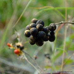 Celastrus paniculatus