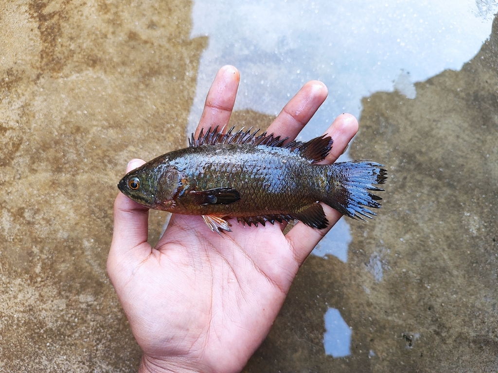 Climbing perch (Anabas testudineus) — Anabantidae