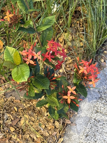 Ixora coccinea observed 2026-01-20