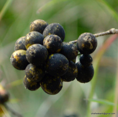 Celastrus paniculatus