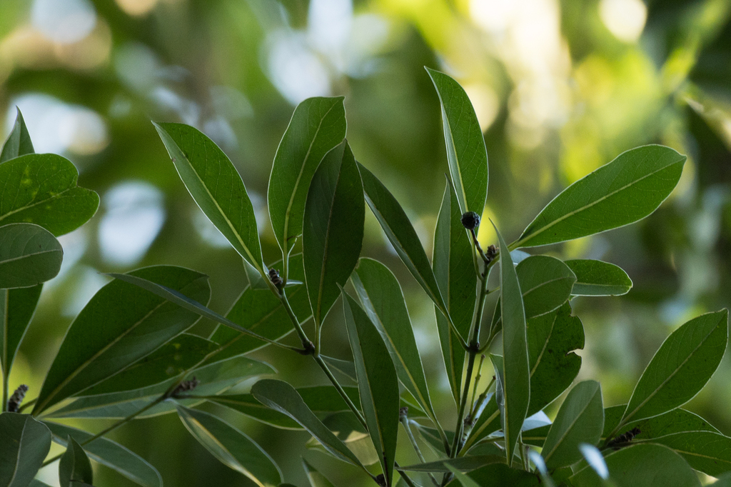 Machis Tree Machilus chinensis in January 2026 by tkp123 · iNaturalist