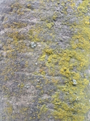 Flavoplaca citrina