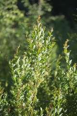 Salix starkeana