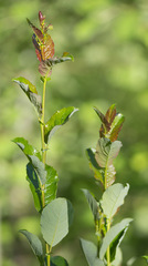 Salix starkeana