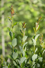Salix starkeana