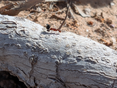 Tetramorium hispidum