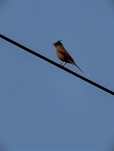 Crested Bunting
