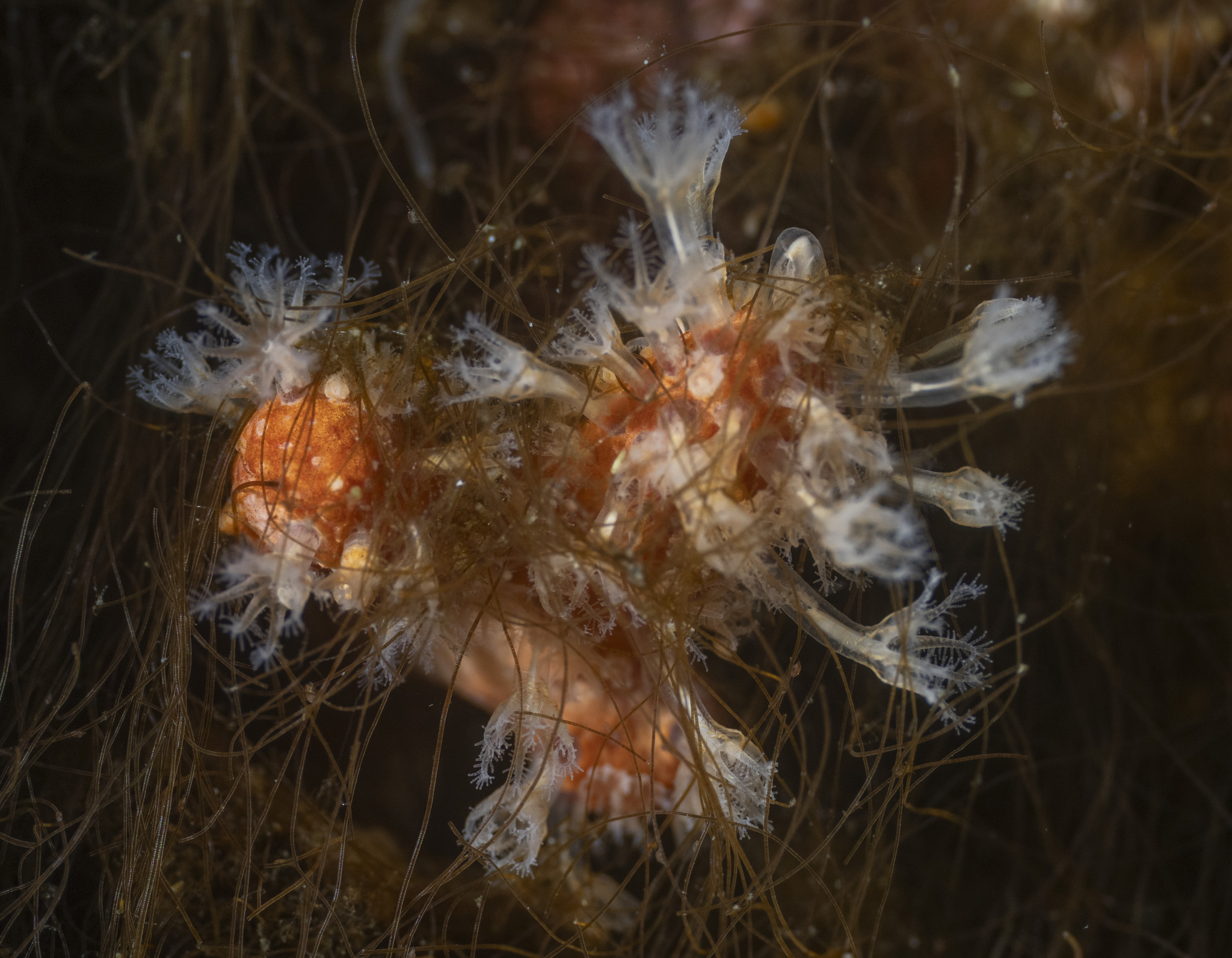 Alcyonium antarcticum Wright & Studer, 1889