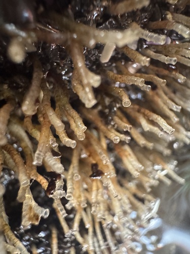 Phyllochaetopterus observed 2026-01-20
