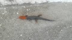 Gonatodes albogularis fuscus