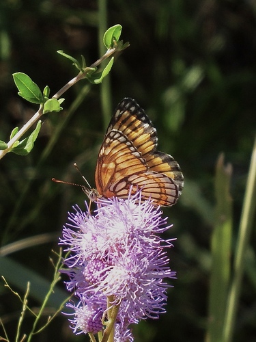 Chinati Checkerspot
