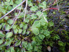 Riccia gougetiana