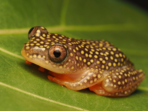 Whitebelly Reed Frog