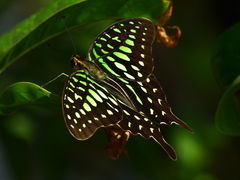 Graphium agamemnon