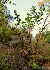 Celastrus paniculatus