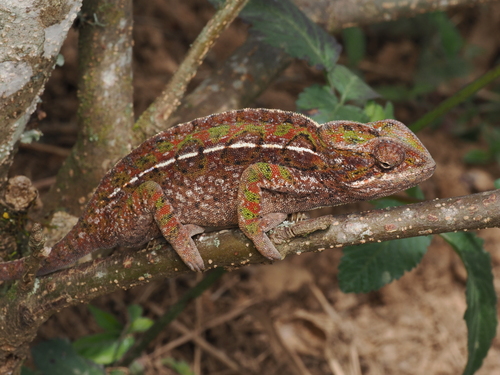 Carpet Chameleon