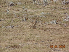 Geositta cunicularia