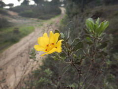 Cistus halimifolius