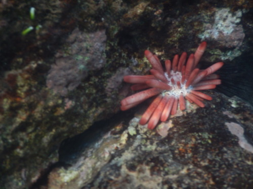 Heterocentrotus mamillatus observed 2026-01-20