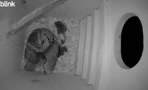 View observation of {o.common_name} on iNaturalist