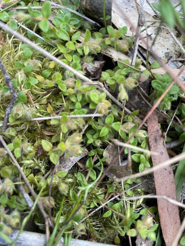Mitrasacme pilosa, 2026-01-21