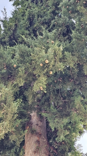 Mediterranean cypress
