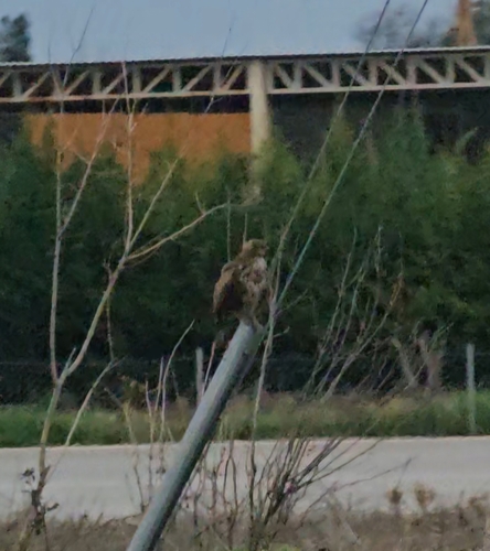 Common Buzzard