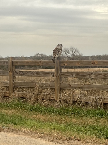 View observation of {o.common_name} on iNaturalist